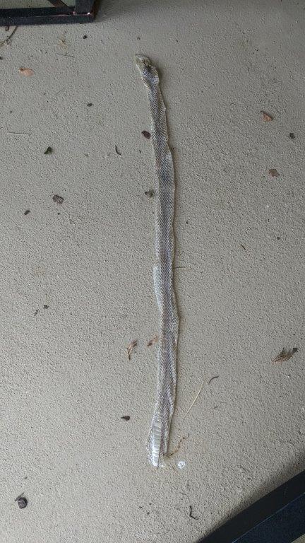 Bellingham snake skin