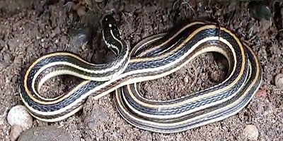 Bellingham snake